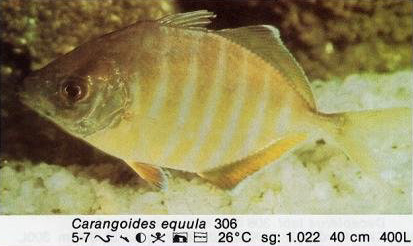 Carangoides equula